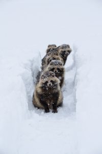 エゾタヌキ　引っ越し